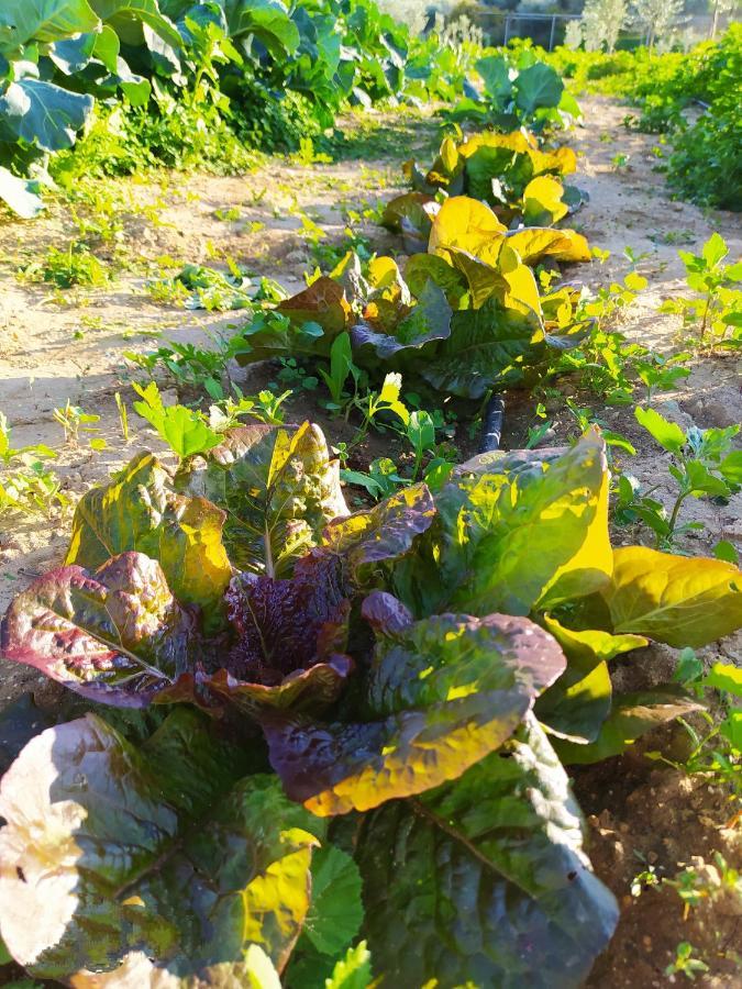 Myparadise-Farm Villa In The Centre Of South Crete Kalamaki  Exterior foto